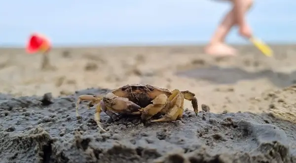 Krabbe auf Sand