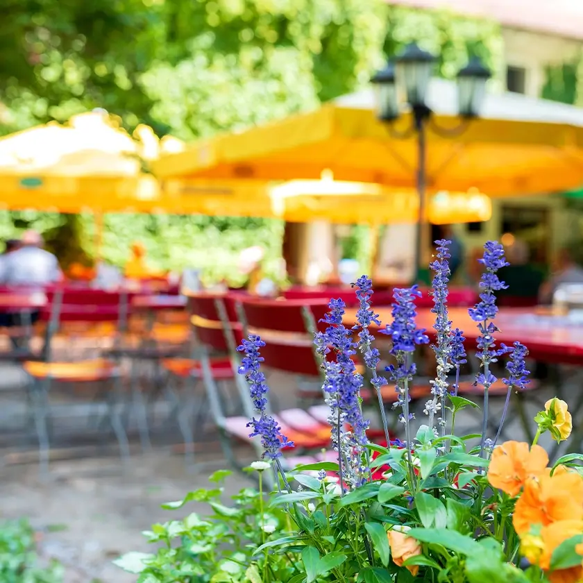 Lavendel blüht auf einer Terrasse mit Stühlen und Sonnenschirmen