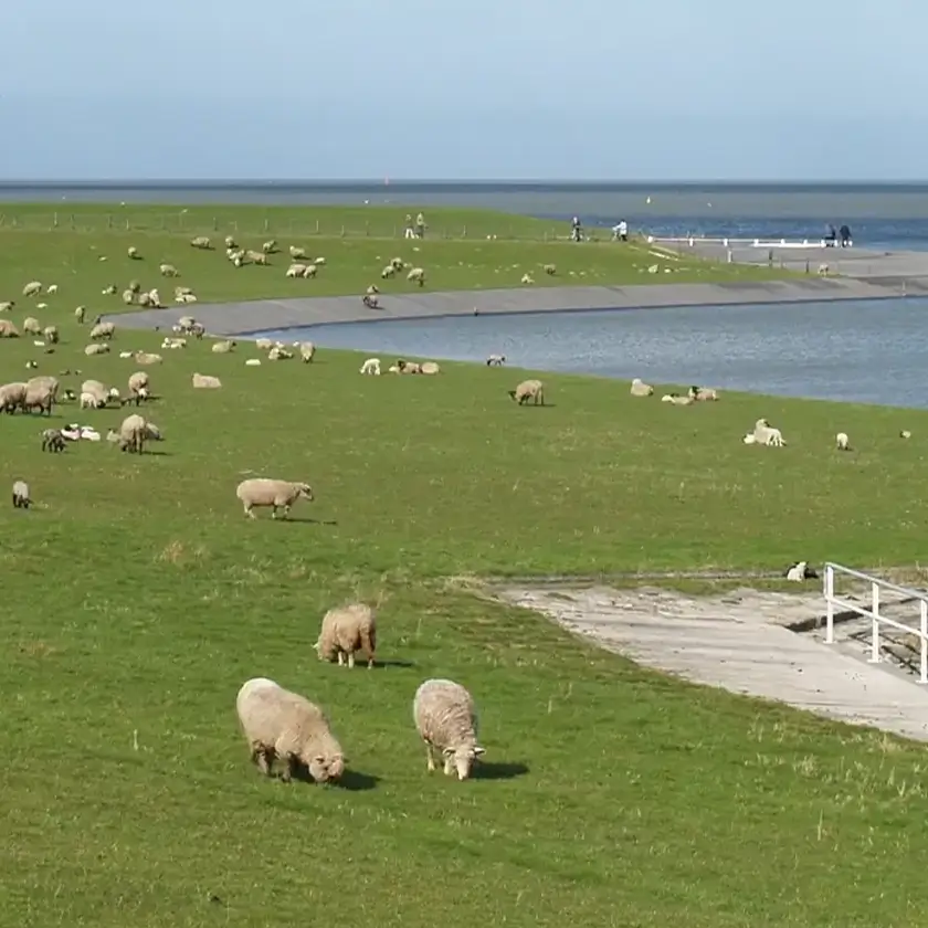 Schafe weiden am Ufer des Wassers