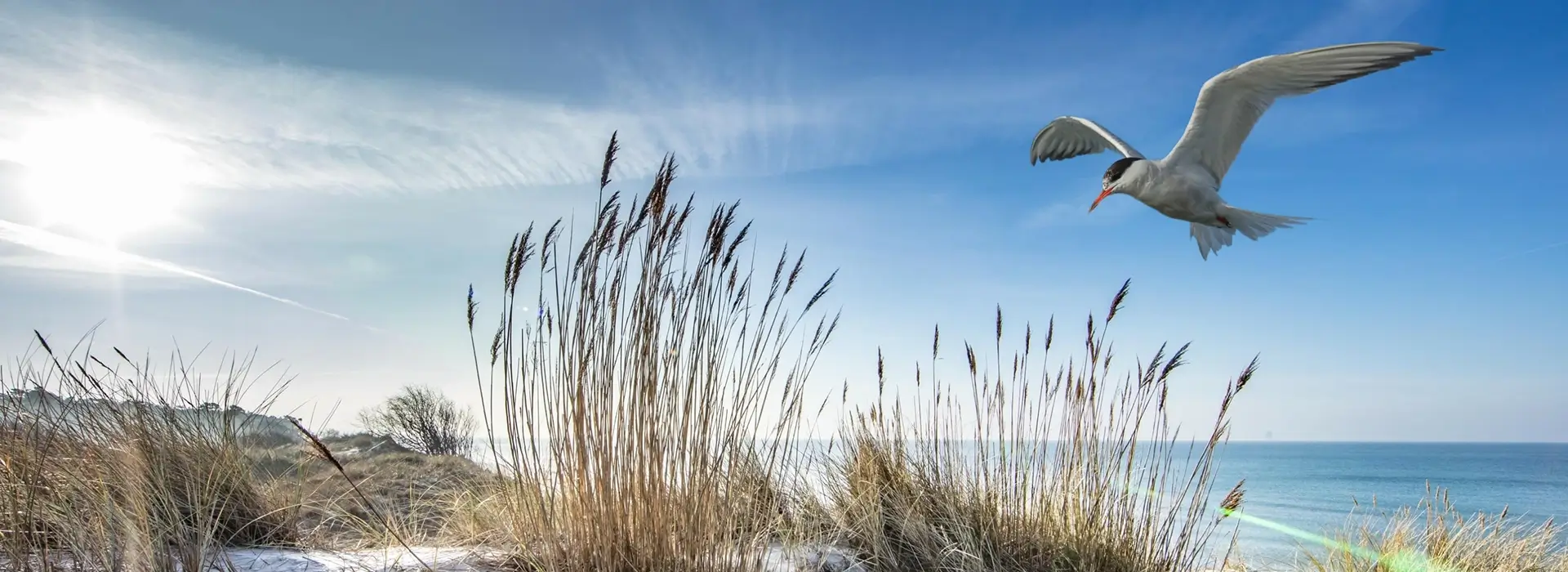 Möwe am sonnigen Strand mit Gräsern in den Dünen